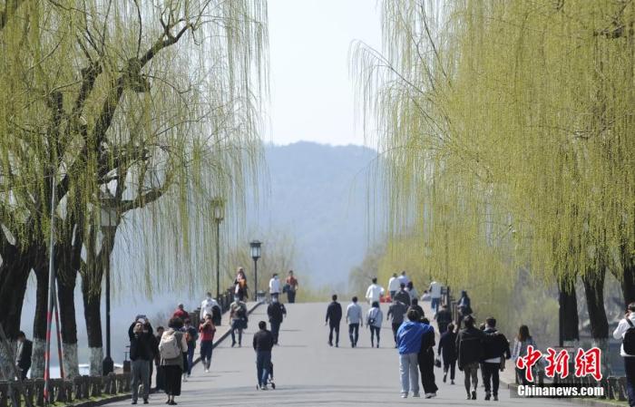 圖為西湖白堤柳枝呈現(xiàn)嫩綠色。 王剛 攝
