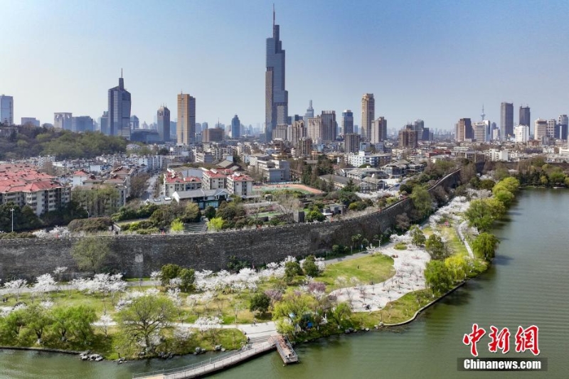 南京明城墻下櫻花盛開 呈現(xiàn)山水城林春日畫卷