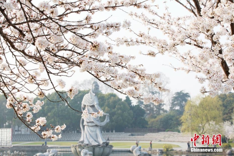 江蘇南京:金陵著春裝 櫻花伴春開