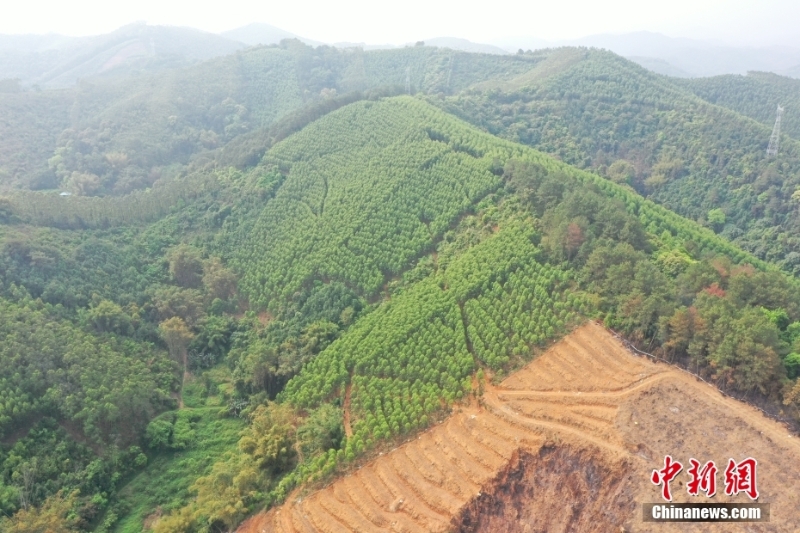 航拍東航客機(jī)墜毀現(xiàn)場