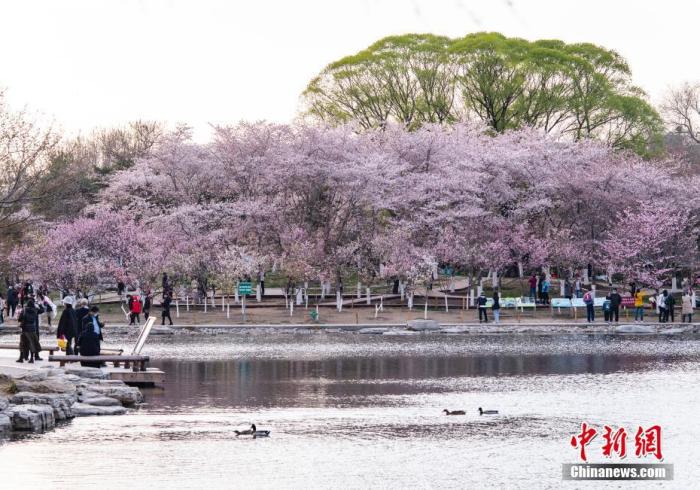 資料圖：北京玉淵潭公園春和景明，吸引游人流連花海。 <a target='_blank' href='/'>中新社</a>記者 侯宇 攝
