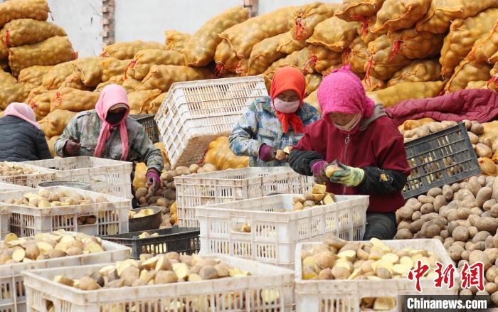 村民正在馬鈴薯種植基地內(nèi)忙碌?！∮诰?攝