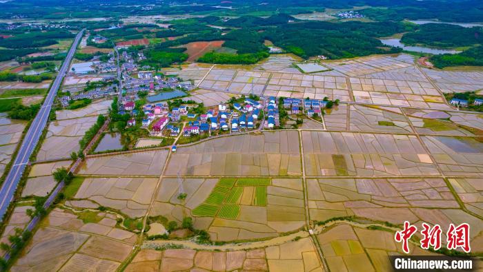 水田里插滿秧苗，水滿田疇，與樓房交相輝映，景色美如畫?！≮w春亮 攝