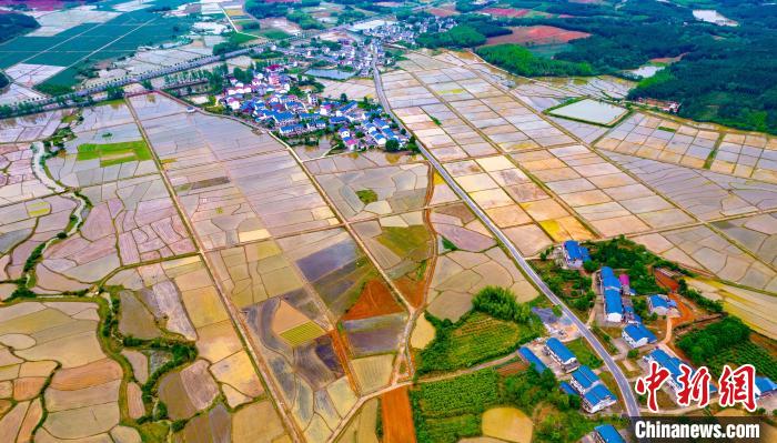 稻田、花田、果園、新村、河流等構(gòu)成五彩鄉(xiāng)村春色，多姿多彩。　趙春亮 攝