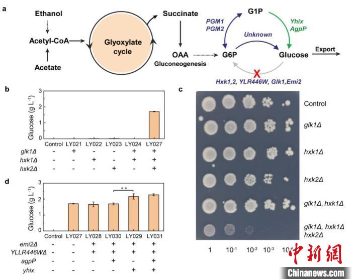 釀酒酵母菌株工程改造?！⊙芯繄F(tuán)隊(duì) 供圖