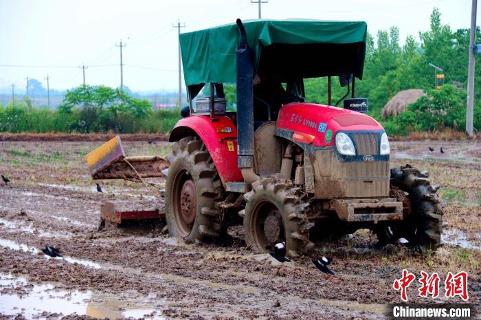 農(nóng)戶駕駛旋耕機(jī)平整田地 陳家樂(lè) 攝