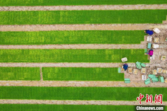 航拍秧苗田，當(dāng)?shù)剞r(nóng)民正在搬運(yùn)秧苗 陳家樂(lè) 攝
