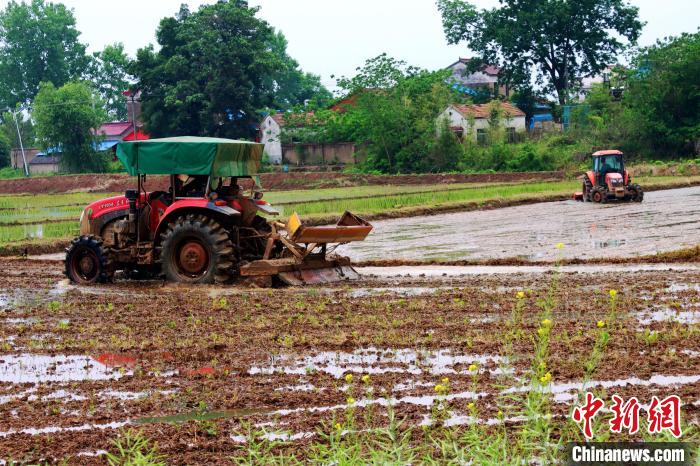 農(nóng)戶駕駛旋耕機(jī)平整水田 陳家樂(lè) 攝