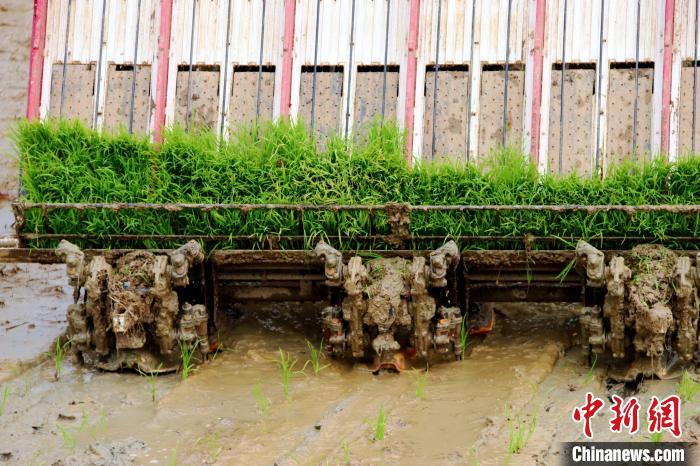 水稻插秧機(jī)在精細(xì)化播種秧苗 陳家樂(lè) 攝