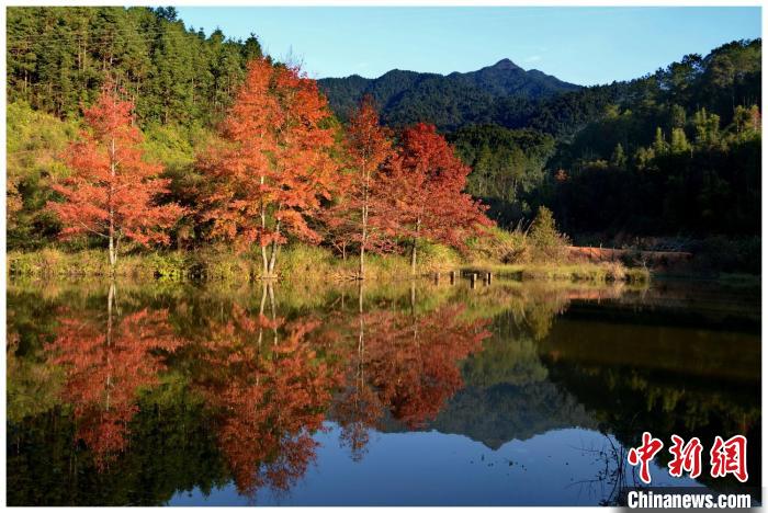廣東車(chē)八嶺國(guó)家級(jí)自然保護(hù)區(qū) 廣東省林業(yè)局 供圖
