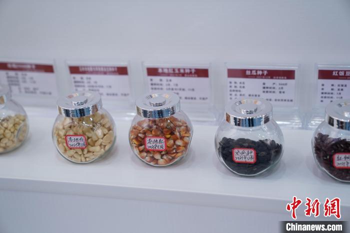圖為馬山現(xiàn)代種業(yè)科技創(chuàng)新中心展館內(nèi)展出的幾款農(nóng)作物種子?！￡惞谘?攝