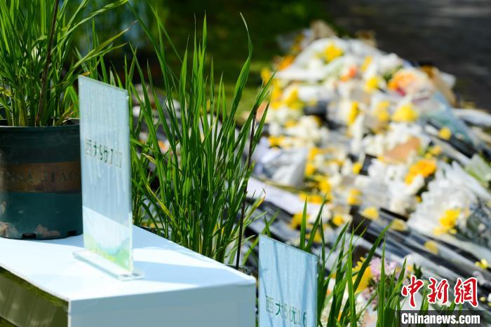 5月22日，在西南大學(xué)校園內(nèi)的袁隆平雕像兩側(cè)，擺放的水稻植株?！『闻罾?攝