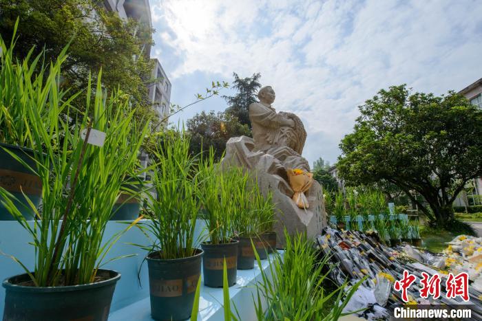 5月22日，在西南大學(xué)校園內(nèi)的袁隆平雕像被鮮花、水稻植株圍繞?！『闻罾?攝