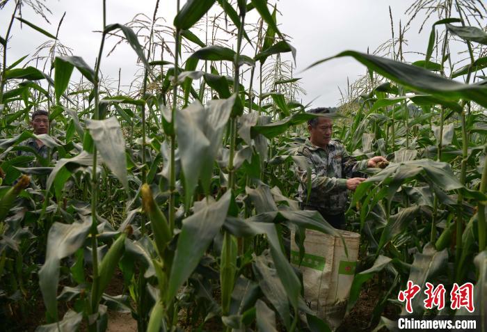 圖為工人在示范片采收測產(chǎn)的“閩雙色6號” 玉米?！埍?攝