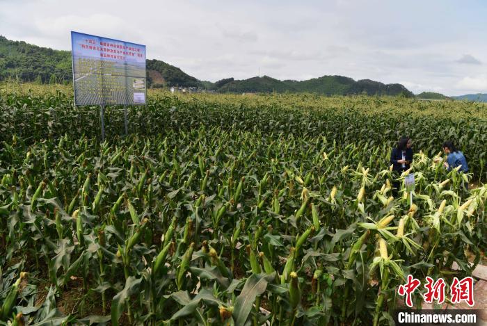 圖為甜玉米新品種“閩雙色6號”百畝示范片現(xiàn)場測產(chǎn)驗收會在建甌市云頭村萬畝鮮食玉米生產(chǎn)基地舉行?！埍?攝