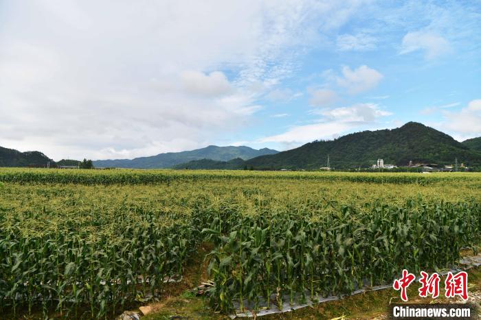 圖為“閩雙色6號” 玉米種植示范片?！埍?攝