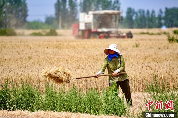 6月6日，中國傳統(tǒng)二十四節(jié)氣“芒種”當(dāng)天，山東省泰安市岱岳區(qū)田間一派豐收的景象?！￡愱?攝