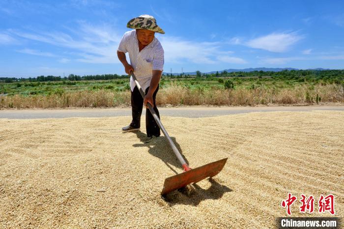6月6日，中國傳統(tǒng)二十四節(jié)氣“芒種”當(dāng)天，山東省泰安市岱岳區(qū)田間一派豐收的景象?！￡愱?攝
