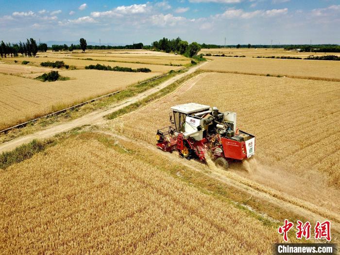 田間來回穿梭的收割機(jī)和著“咚咚咚”的馬達(dá)聲，奏響了農(nóng)民豐產(chǎn)豐收的序曲?！￡愱?攝
