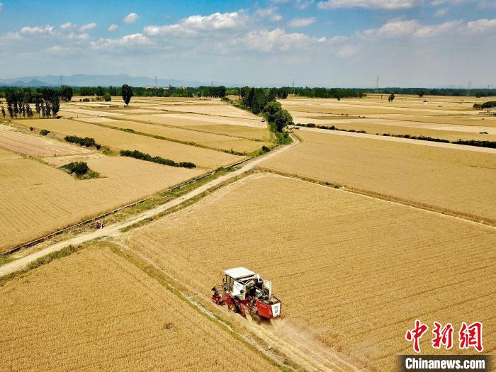 田間來回穿梭的收割機(jī)和著“咚咚咚”的馬達(dá)聲，奏響了農(nóng)民豐產(chǎn)豐收的序曲。　陳陽 攝