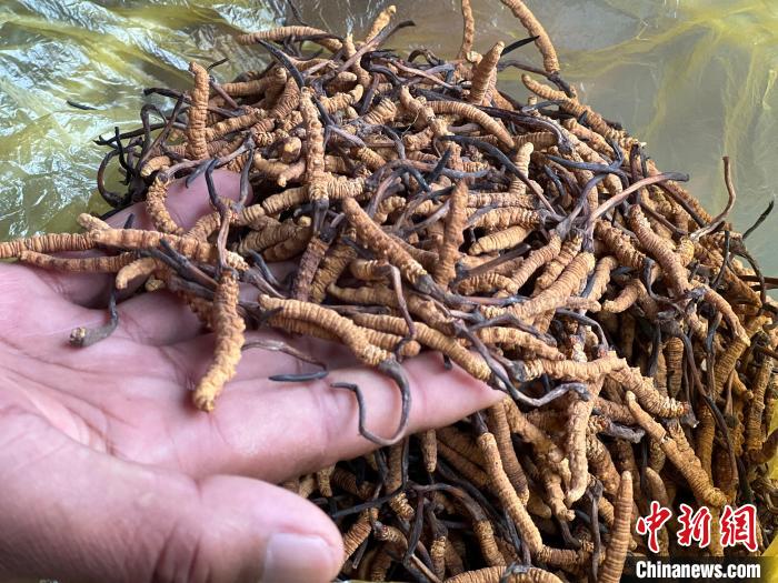 圖為冬蟲夏草。　李江寧 攝