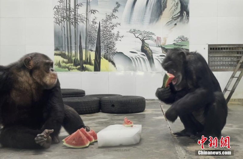 吃冰鎮(zhèn)西瓜、泡冷水澡 動物避暑有妙招