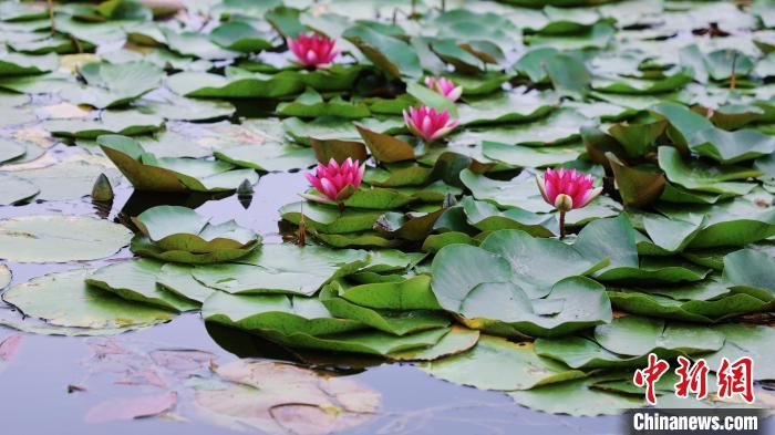 圖為今夏的國(guó)家植物園北園?！”本┦泄珗@管理中心供圖