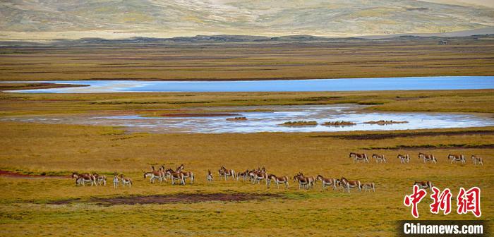 圖為黃河源頭藏野驢群?！《嗵?攝