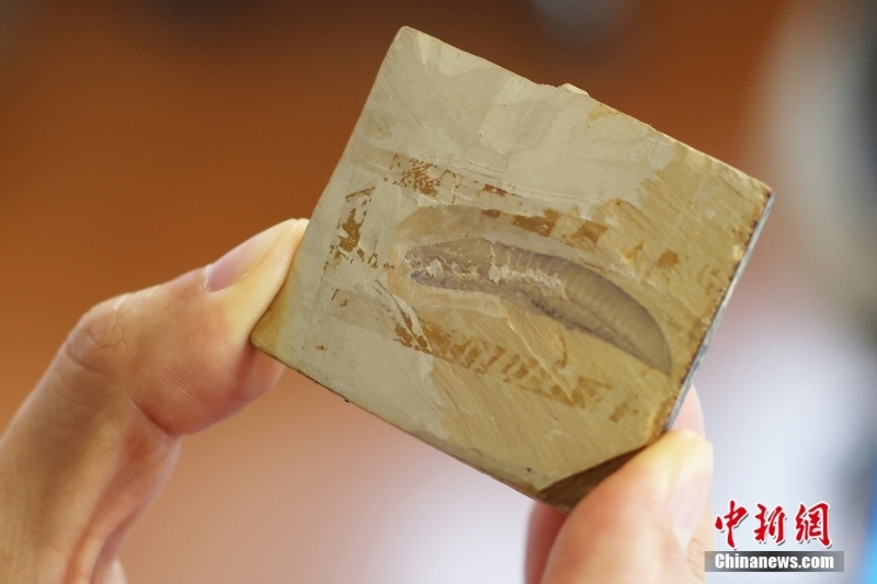 中國科學(xué)家發(fā)現(xiàn)迄今為止最原始脊椎動物