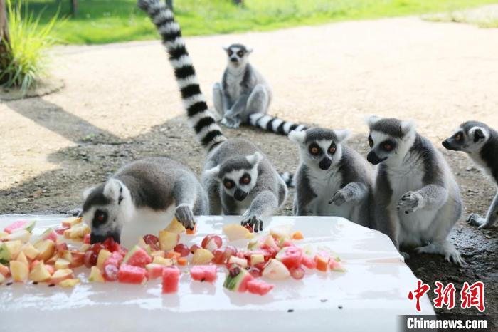 狐猴們的“冰上聚餐”?！≈旌?攝