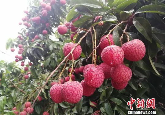 資料圖：增城掛綠荔枝。 程景偉 攝