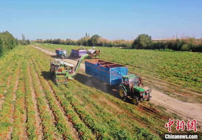 今年由于氣候適宜，采收期比去年提早約十天。　白克斌 攝