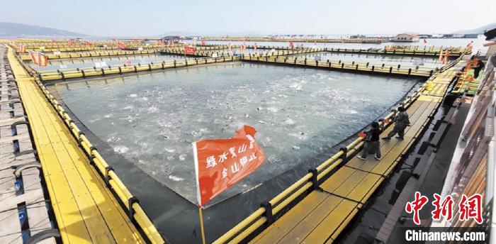 新型環(huán)保漁排內(nèi)養(yǎng)殖大黃魚?！〗冻菂^(qū)融媒體中心 供圖
