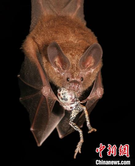“自然界中的關(guān)系”亞軍圖片：一只蝙蝠通過追蹤青蛙的求偶叫聲成功定位了自己的晚餐。　Alexander T. Baugh　攝