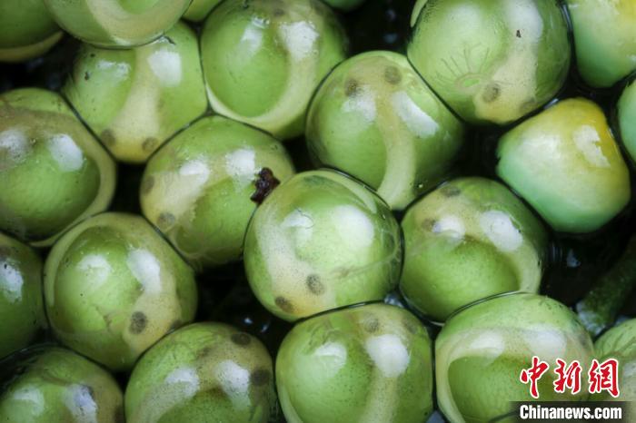 “生命特寫”冠軍圖片：白點(diǎn)樹蛙大家族的發(fā)育早期?！randon André Güell　攝