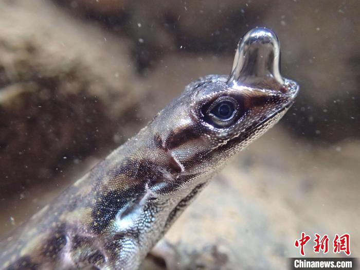 “生命特寫”亞軍圖片：一只安樂蜥頂著一個泡泡以便水下呼吸?！indsey Swierk　攝