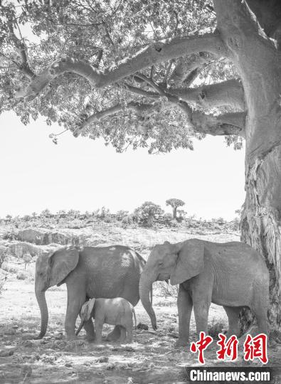 “受威脅的生命多樣性”冠軍圖片：幾只非洲象在一棵猴面包樹下躲避烈日?！amantha Kreling　攝