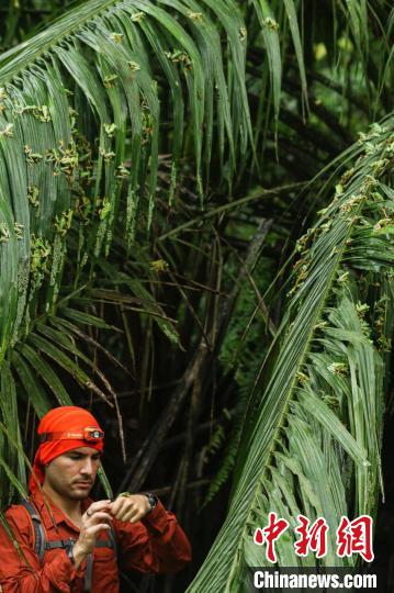 “研究進(jìn)行中”亞軍圖片：站在數(shù)千產(chǎn)卵中的白點(diǎn)樹蛙中的研究者Brandon André Güell?！randon André Güell 供圖