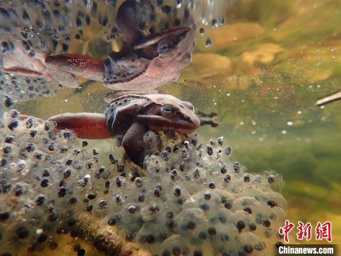 “受威脅的生命多樣性”亞軍圖片：一只雄性林蛙緊貼著一大坨卵。　Lindsey Swierk　攝