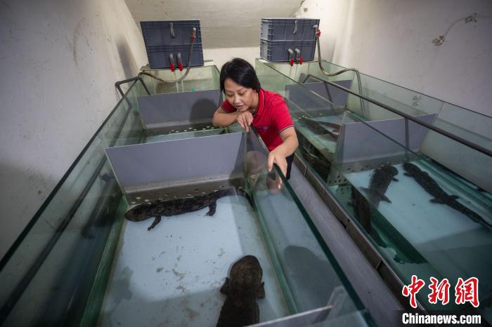 王媛媛正在查看娃娃魚生長情況?！「卟?攝