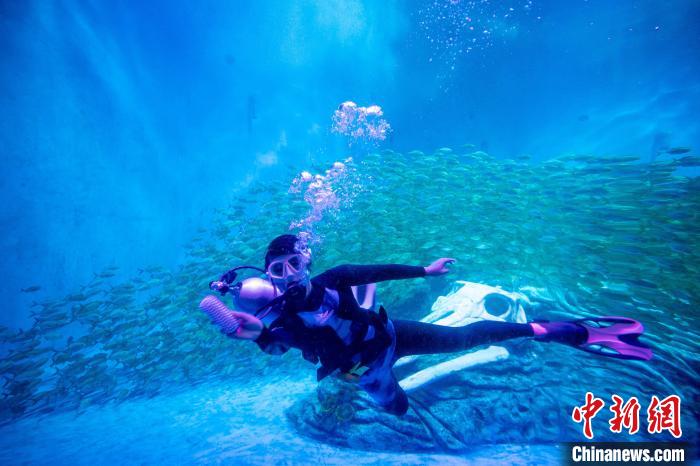 王媛媛正在魚缸里擦藻。　高博 攝