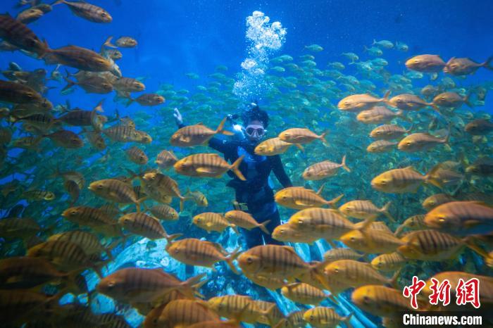 絢麗多彩的魚群從王媛媛身邊游過?！「卟?攝