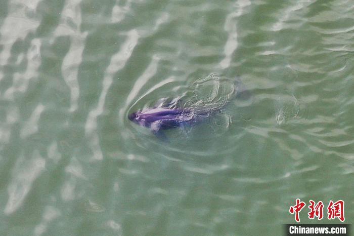 中國最大淡水湖鄱陽湖水質穩(wěn)步改善江豚數(shù)量大增