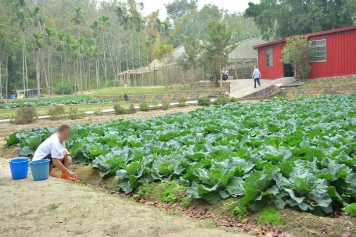 臺南明德外役監(jiān)獄服刑人員負責菜園工作。來源：聯(lián)合報資料圖