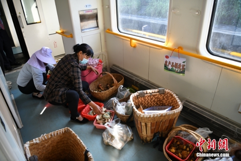 圖為8月9日，登車后，陳興菊和同鄉(xiāng)便馬不停蹄地將野生菌分裝到小籃子里。 <a target='_blank' href='/'>中新社</a>記者 劉冉陽 攝