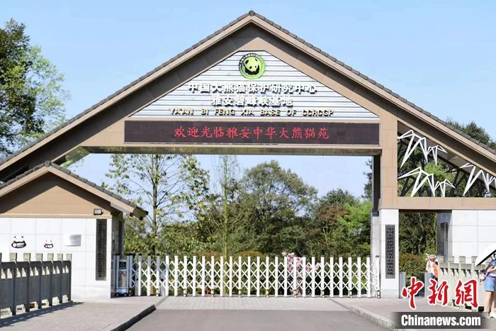 雅安中國(guó)大熊貓?jiān)?。中?guó)大熊貓保護(hù)研究中心供圖。