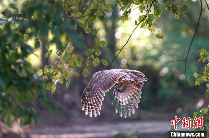 褐林鸮被放飛后，又繞飛回來，再次注視大家，依依惜別?！∥河狼?攝