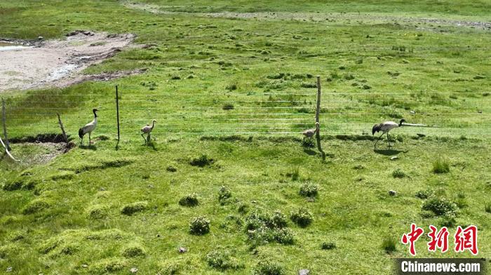 圖為“高原仙子”黑頸鶴一家四口。　澤庫(kù)縣委宣傳部 供圖