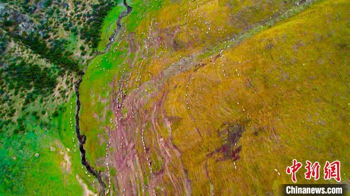 新疆和碩縣的十萬(wàn)頭(只)牲畜迎來(lái)秋季轉(zhuǎn)場(chǎng)?！?龔其克加甫 攝