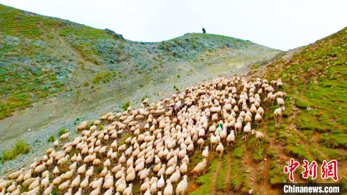 成百上千的牛羊在牧民的引導(dǎo)下翻山越嶺，場(chǎng)面十分壯觀?！?龔其克加甫 攝